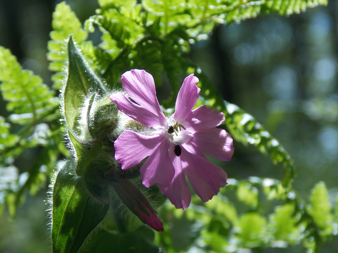 Image - campion flower flora bug