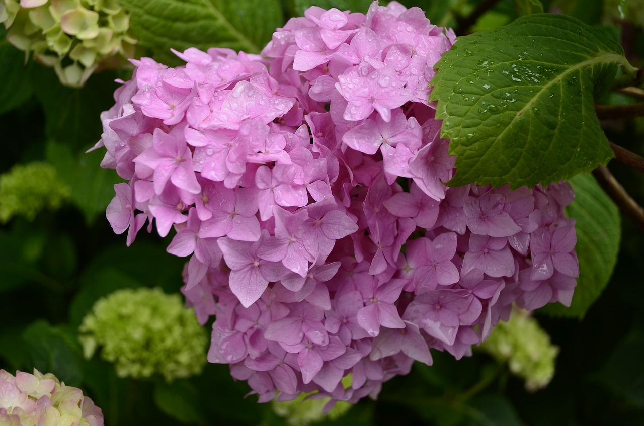 Image - hydrangea flower summer flowers