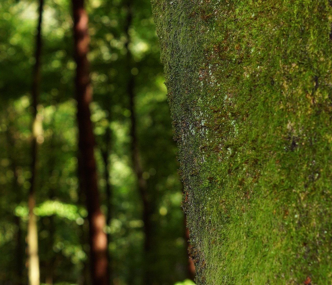 Image - tree foam trunk lichen forest