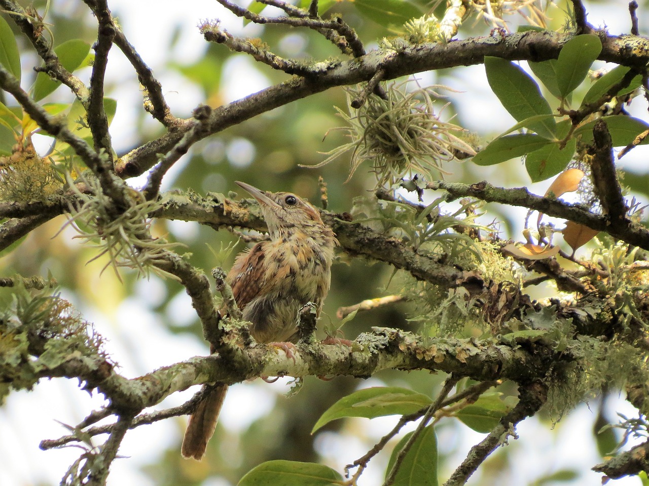 Image - young bird wildlife tree