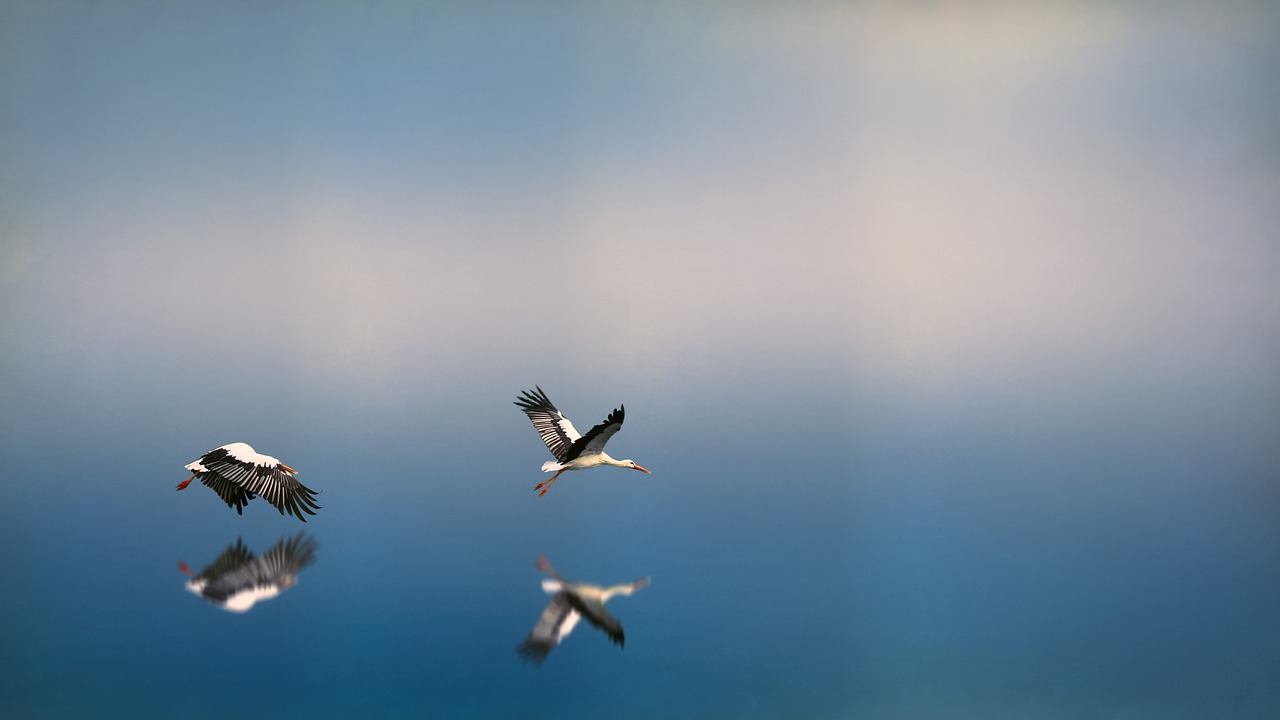 Image - blue sky birds animal flying