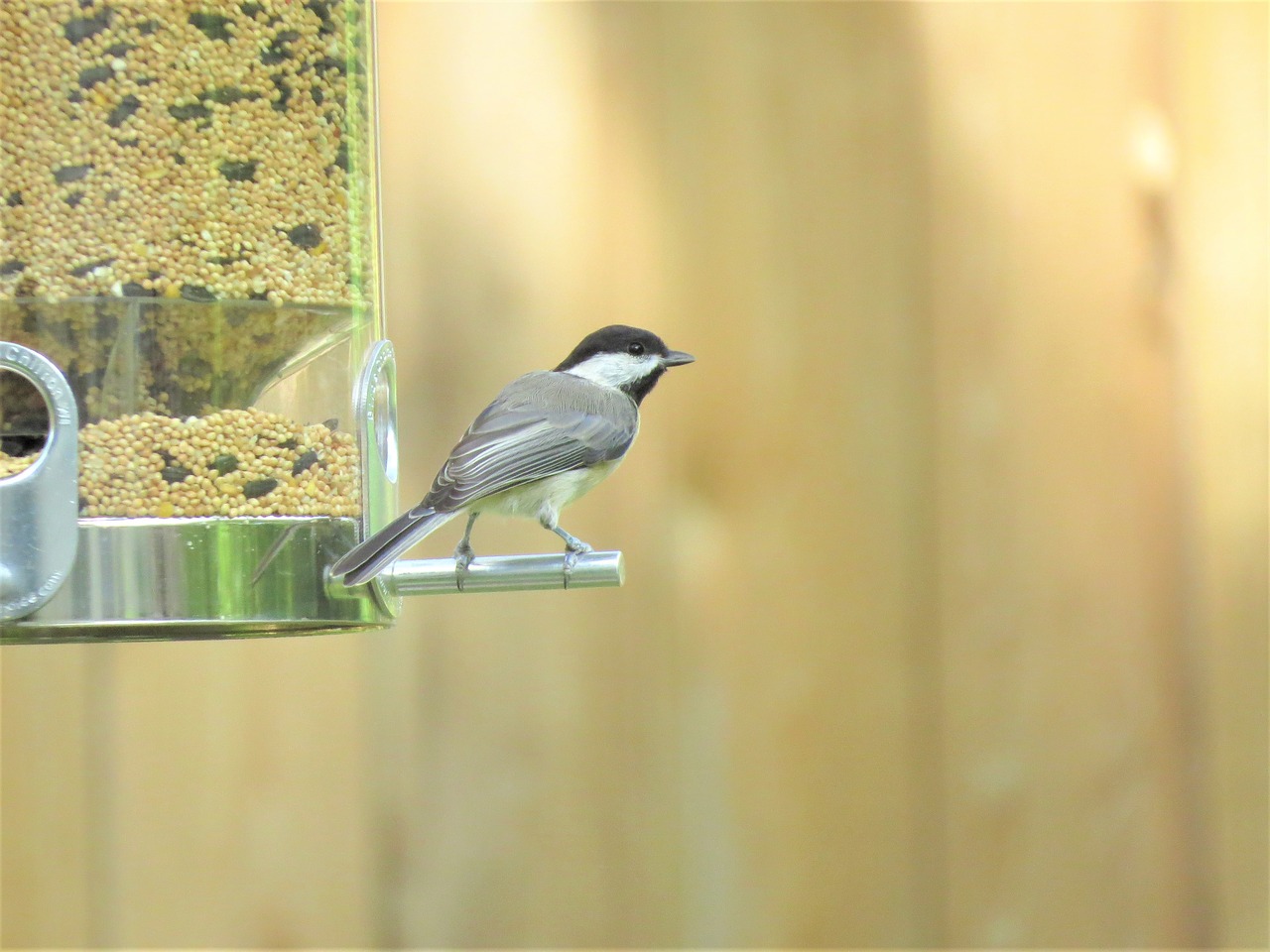 Image - bird tiny chickadee wildlife
