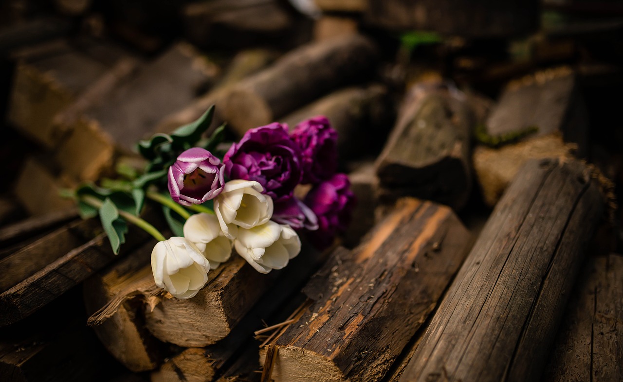 Image - wood logs violet white tulips