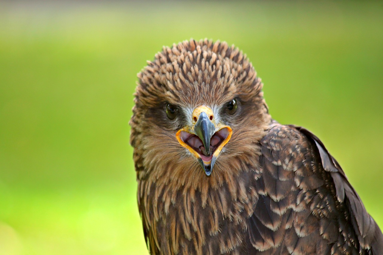 Image - falcon raptor bird bird of prey