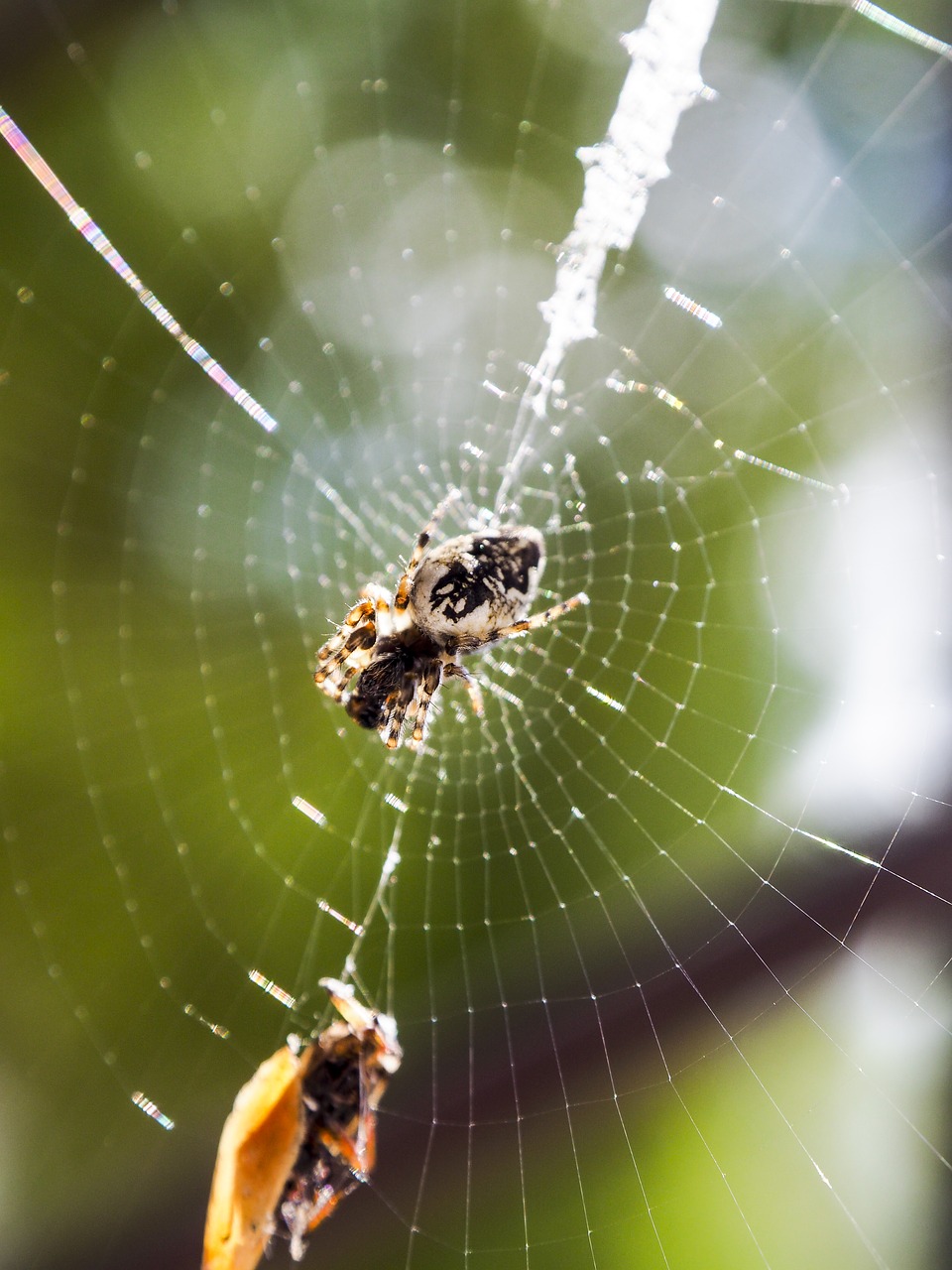 Image - spider nature cobweb summer macro