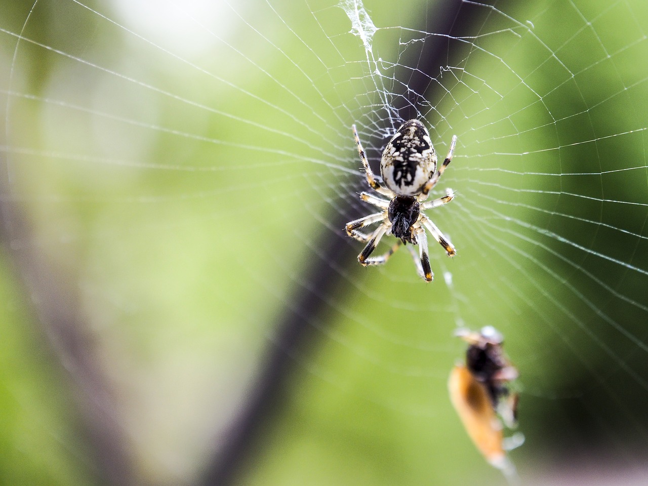 Image - spider nature macro cobweb summer