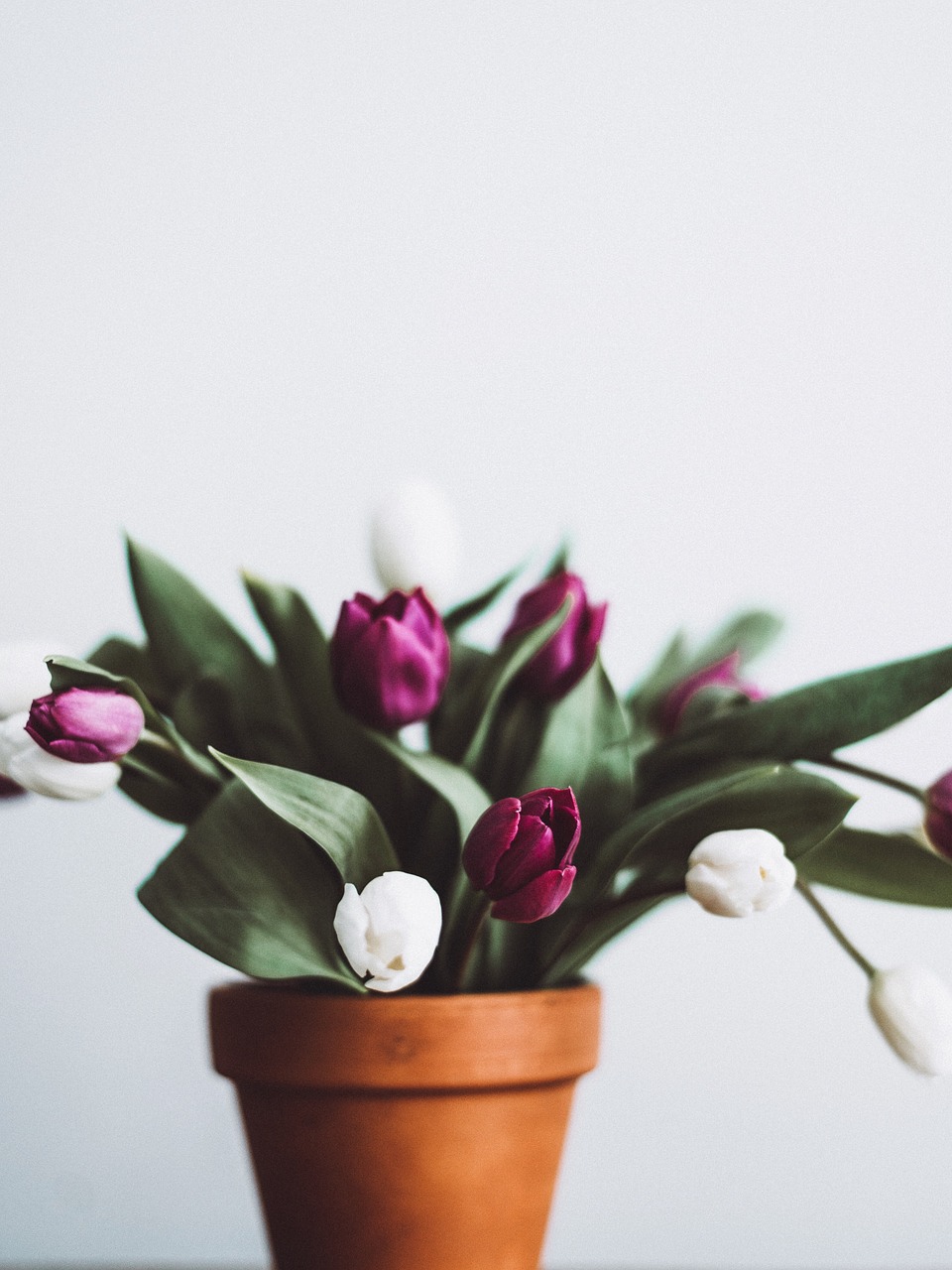 Image - flower pot tulip