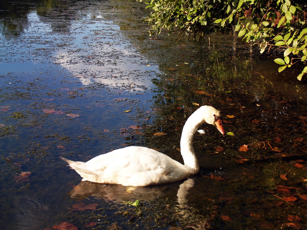 Image - swan pond animal fowl water lake