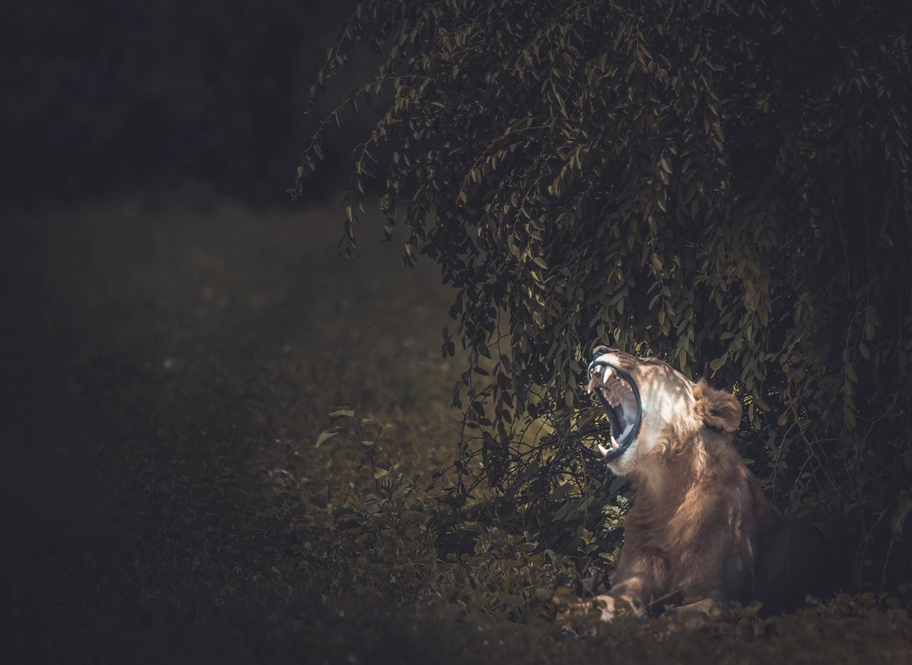 Image - lion animal forest trees plants