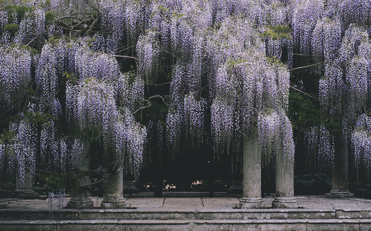 Image - flowers plants nature view outdoor