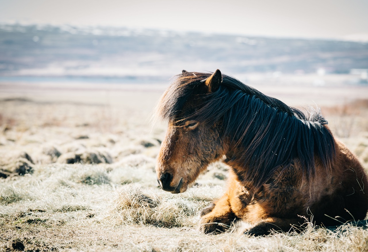 Image - grass outdoor sunny day horse