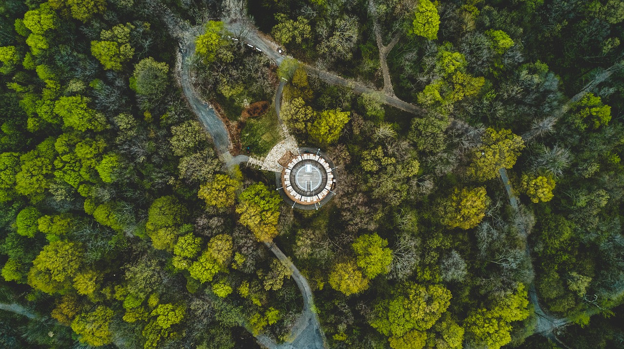 Image - green trees plant nature forest