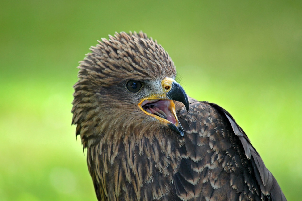 Image - buzzard raptor bird bird of prey
