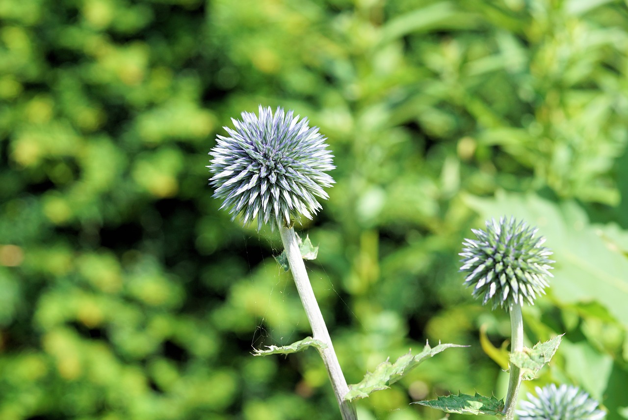 Image - diestel silver thistle flower