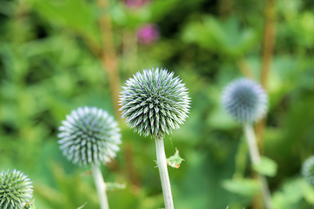 Image - diestel silver thistle flower