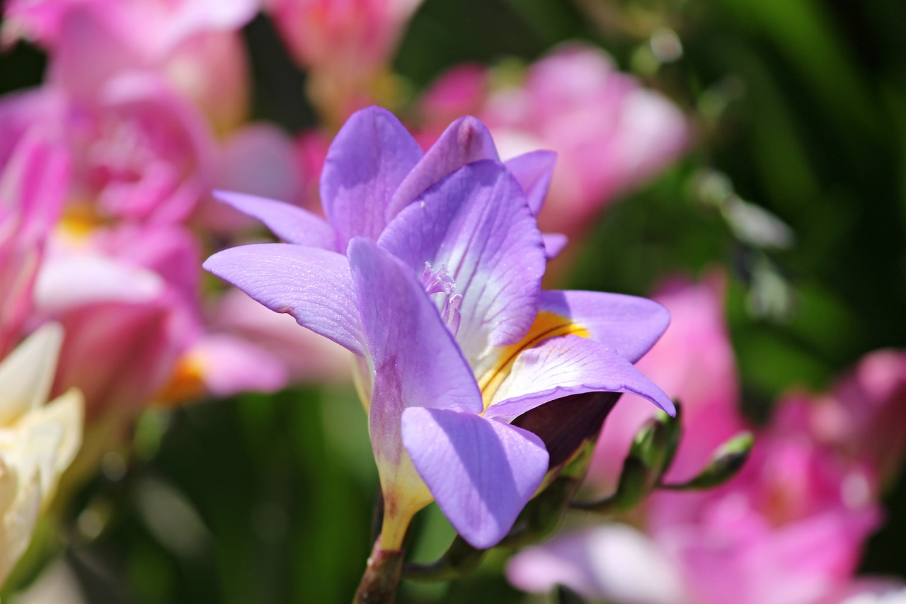 Image - freesia schnittblume flower blossom