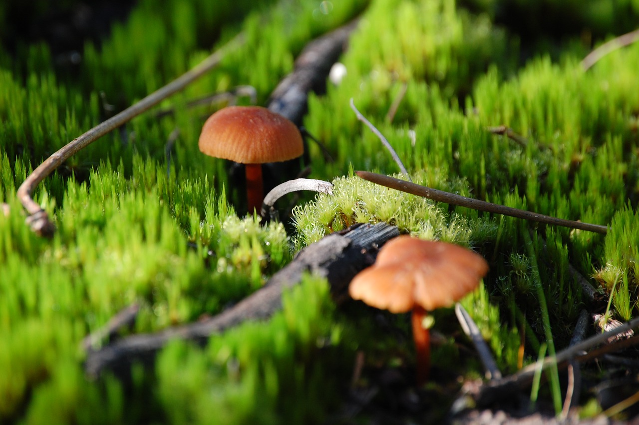 Image - mushrooms forest ground magic