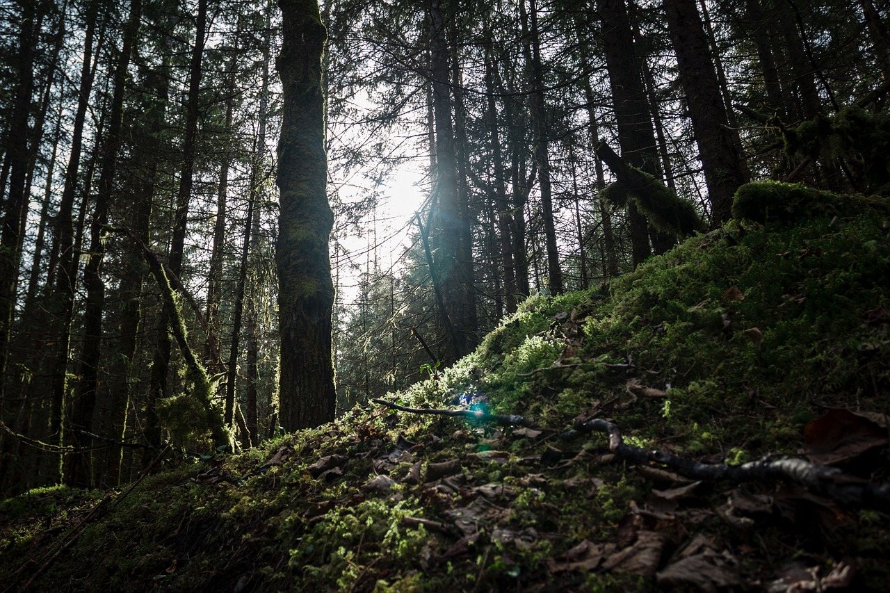 Image - highland green grass nature forest