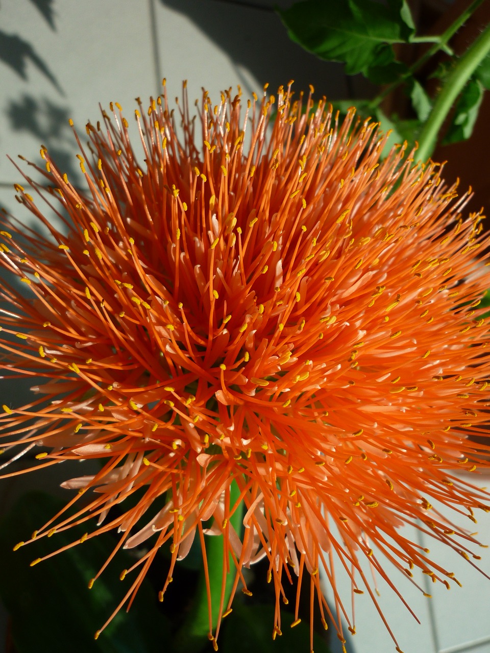 Image - flower leek nature magnificent