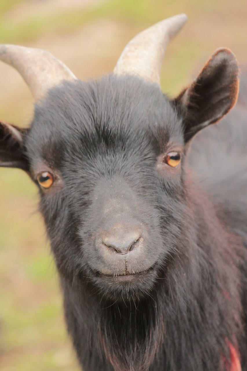 Image - animal head goat corners farm