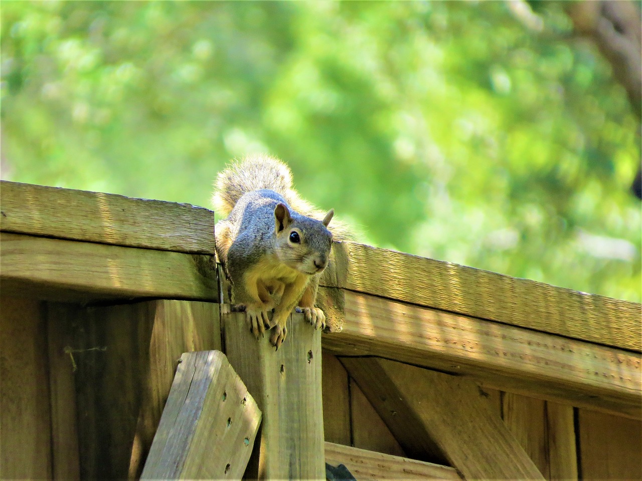 Image - squirrel fence brown wildlife