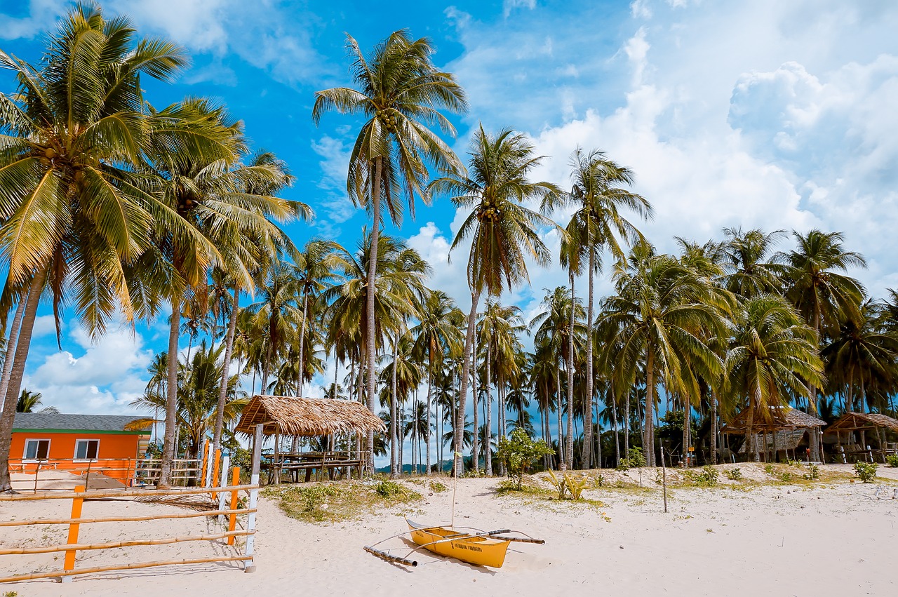 Image - palm trees nature plants blue sky