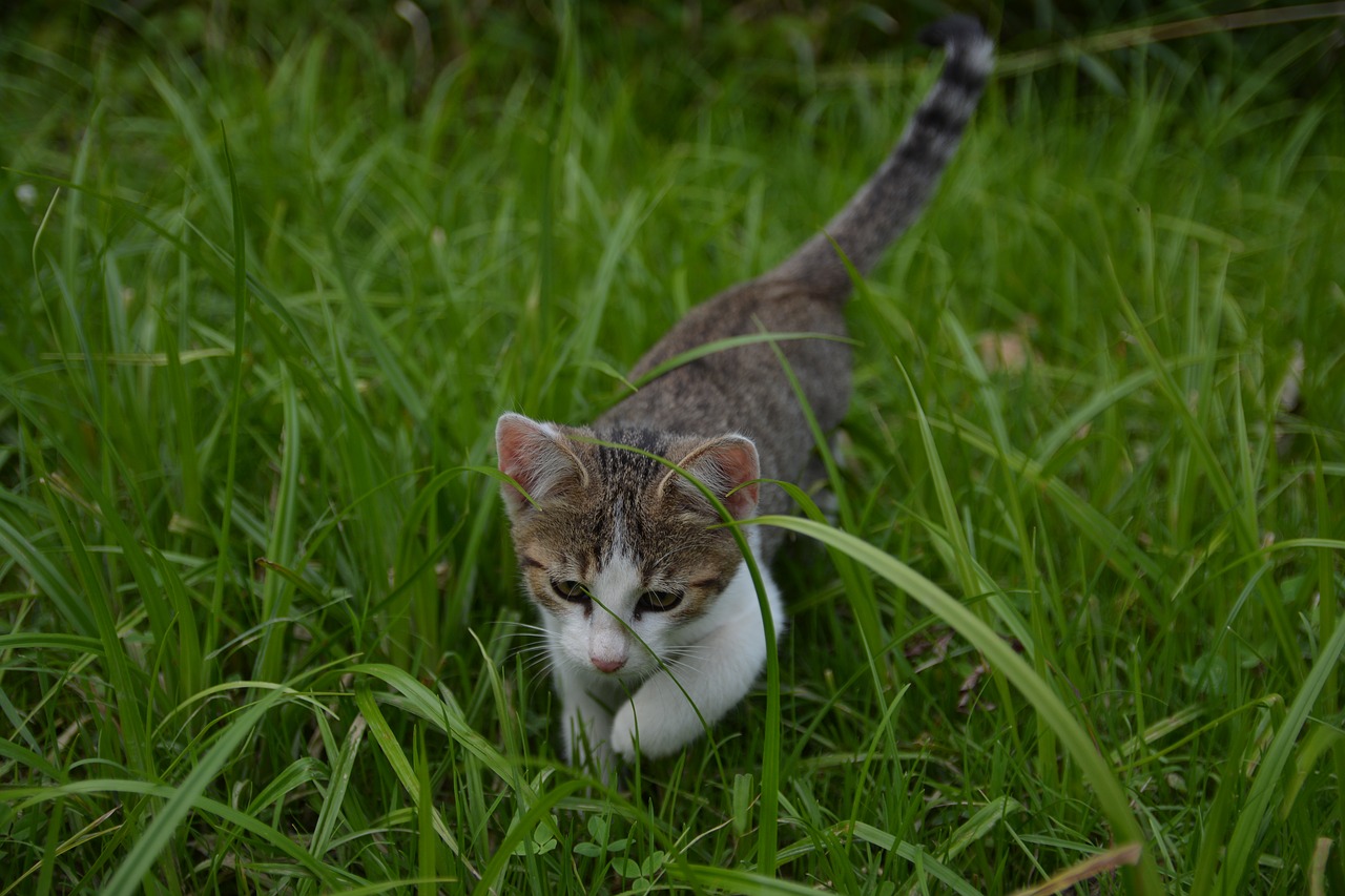 Image - cat little kitty a young kitten