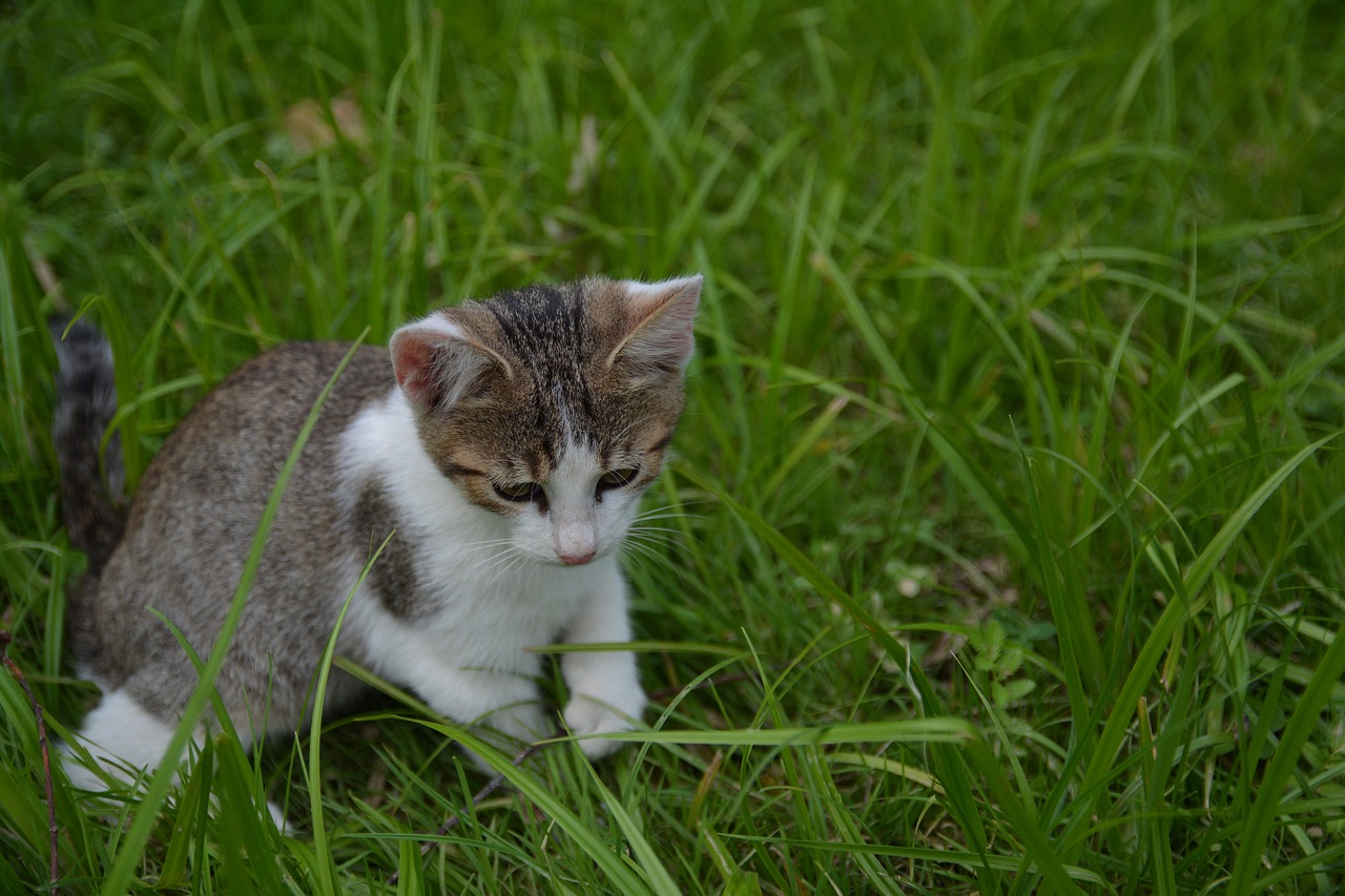 Image - cat little kitty a young kitten