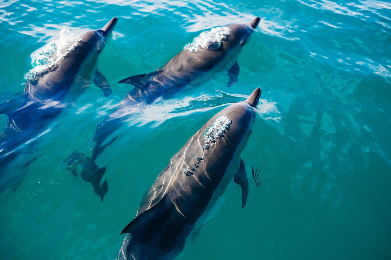 Image - blue water underwater dolphin