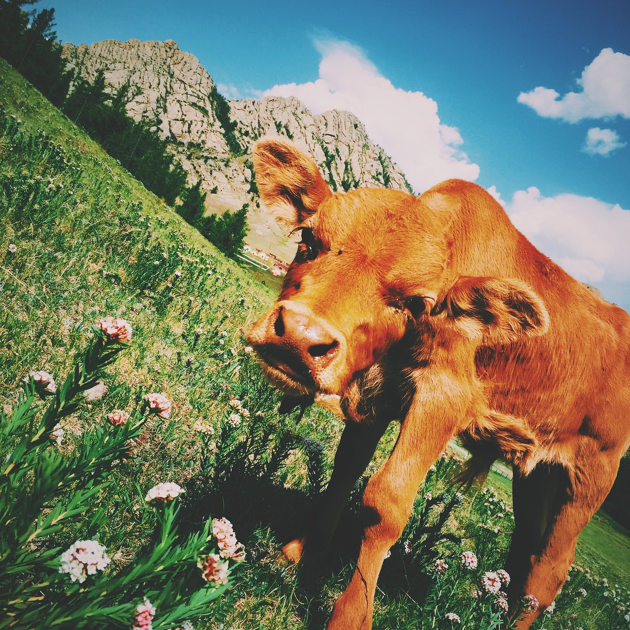 Image - brown calf cattle cow animal