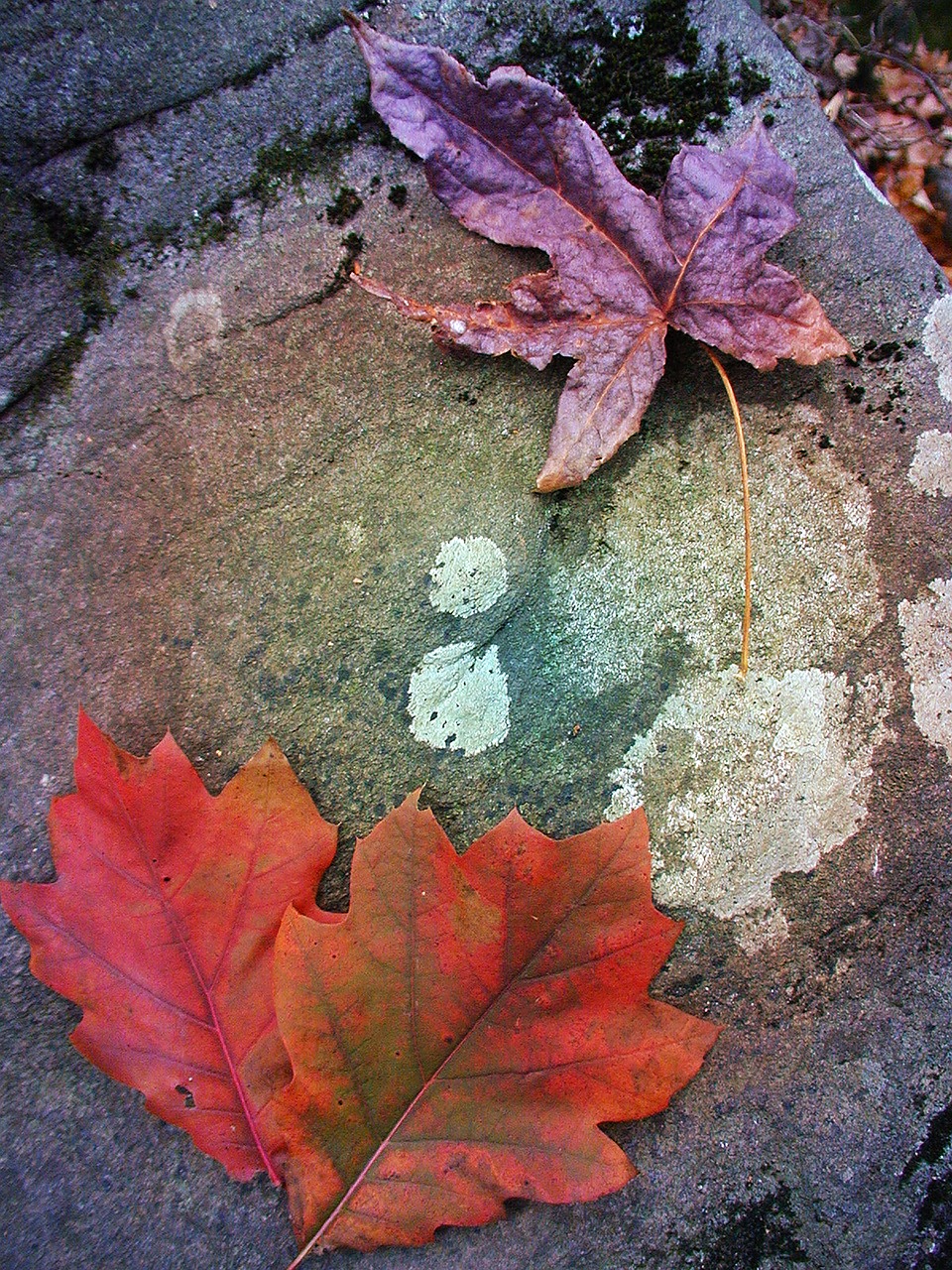 Image - autumn leaves stone lichen woods