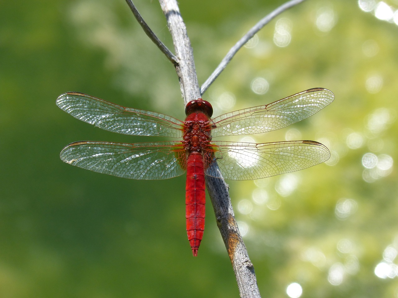 Image - red dragonfly detail flashes