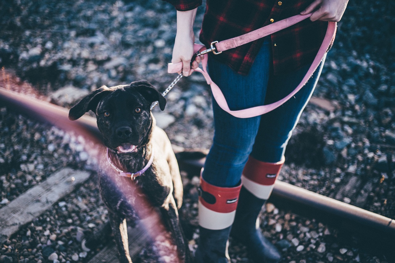 Image - black dog puppy friend people