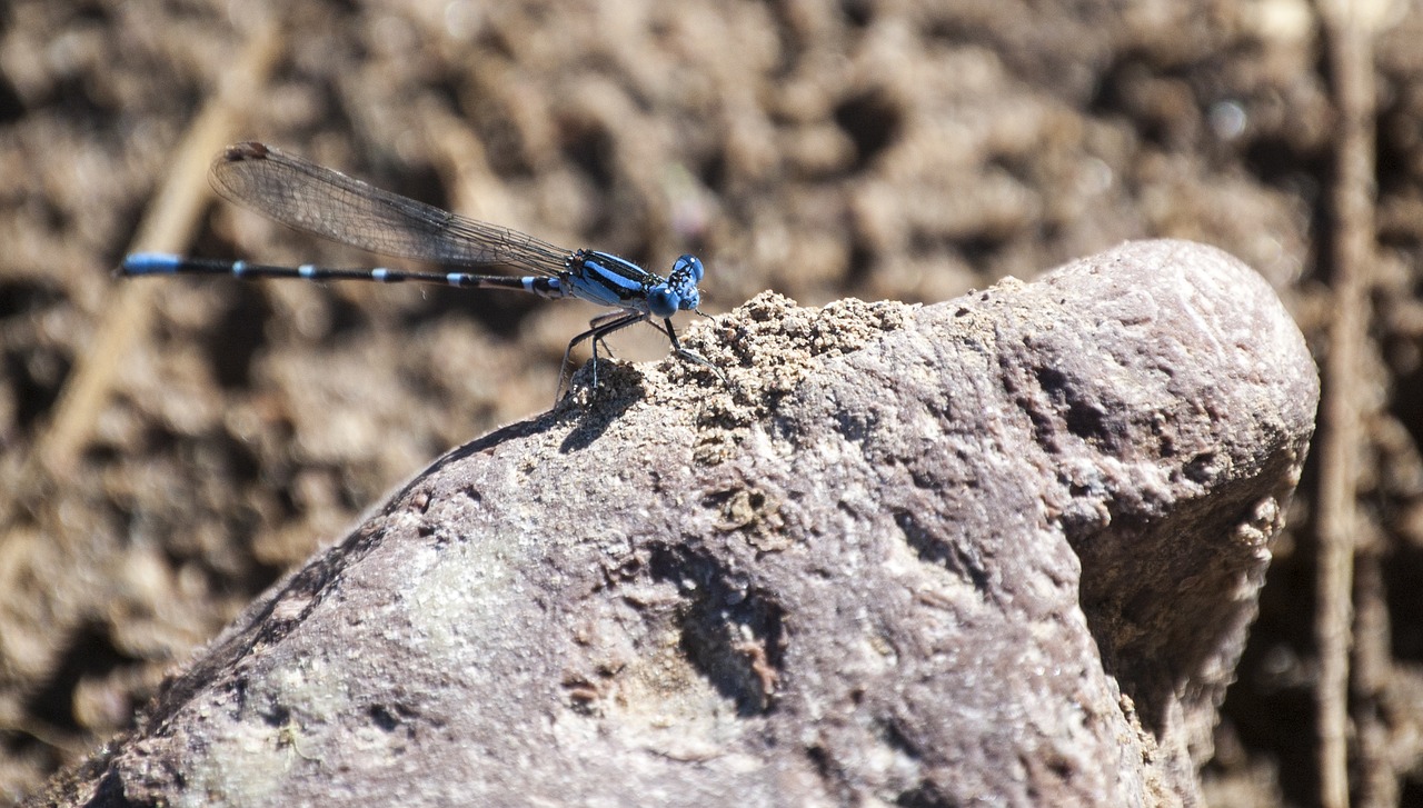 Image - dragonfly damselfly insect summer