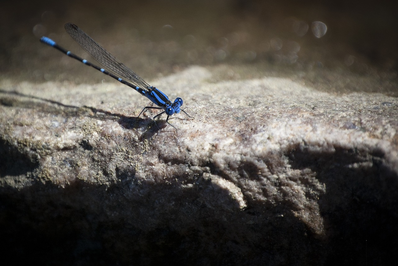 Image - dragonfly wing blue nature insect