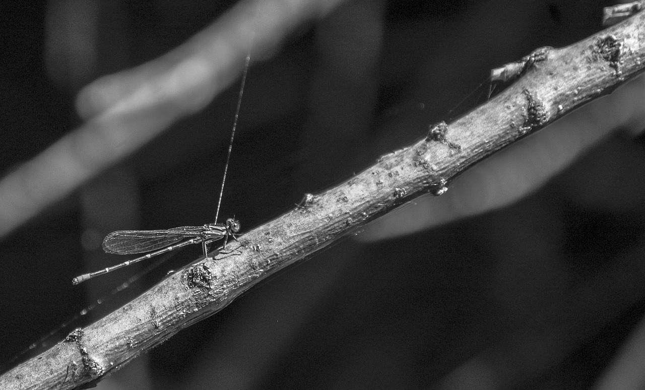 Image - dragonfly wing nature insect fly