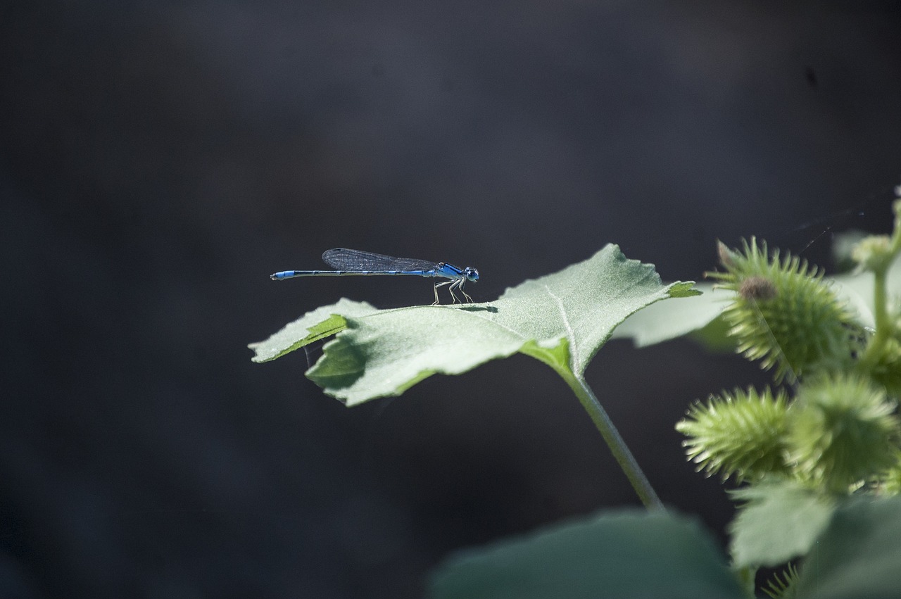 Image - dragonfly wing blue nature insect