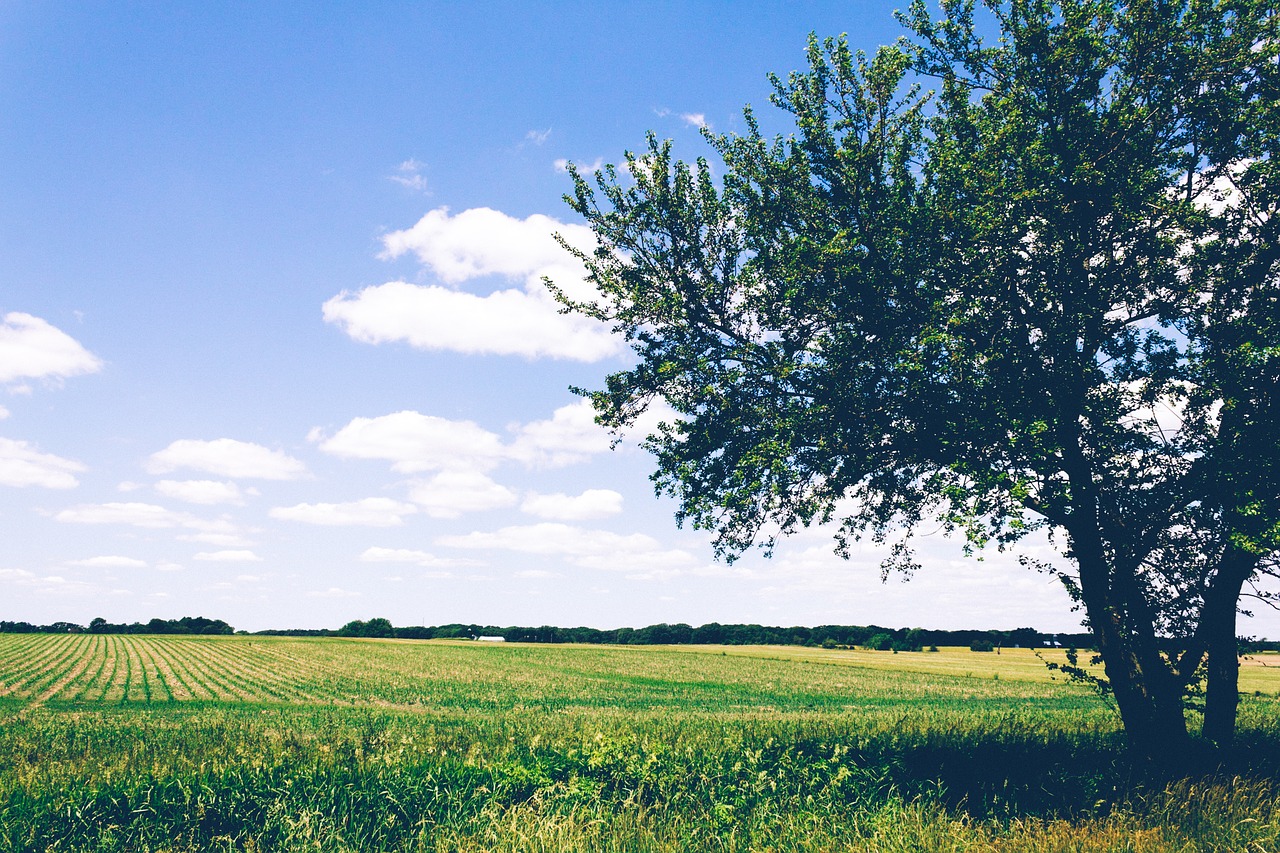 Image - green grass crops agriculture farm