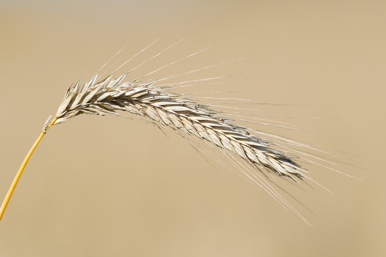 Image - grain axis cores cereal