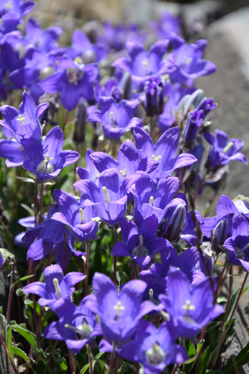 Image - flower nature macro spring flowers