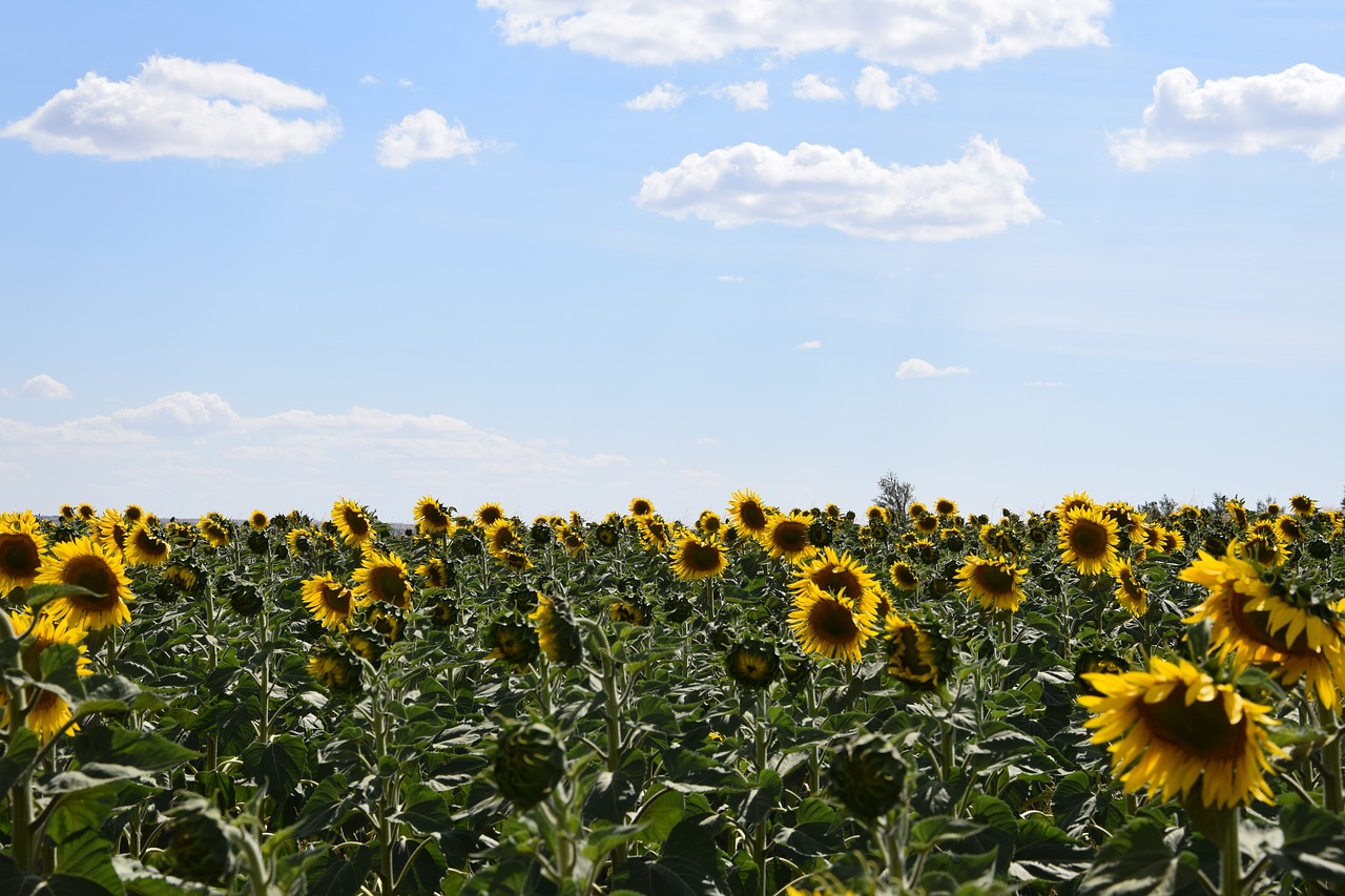 Image - sun flower sunflower field sky blue