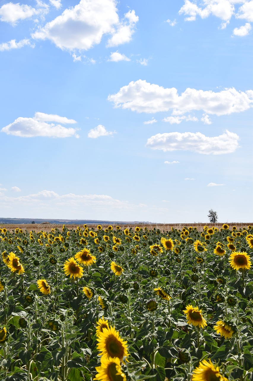 Image - sun flower sunflower field sky blue