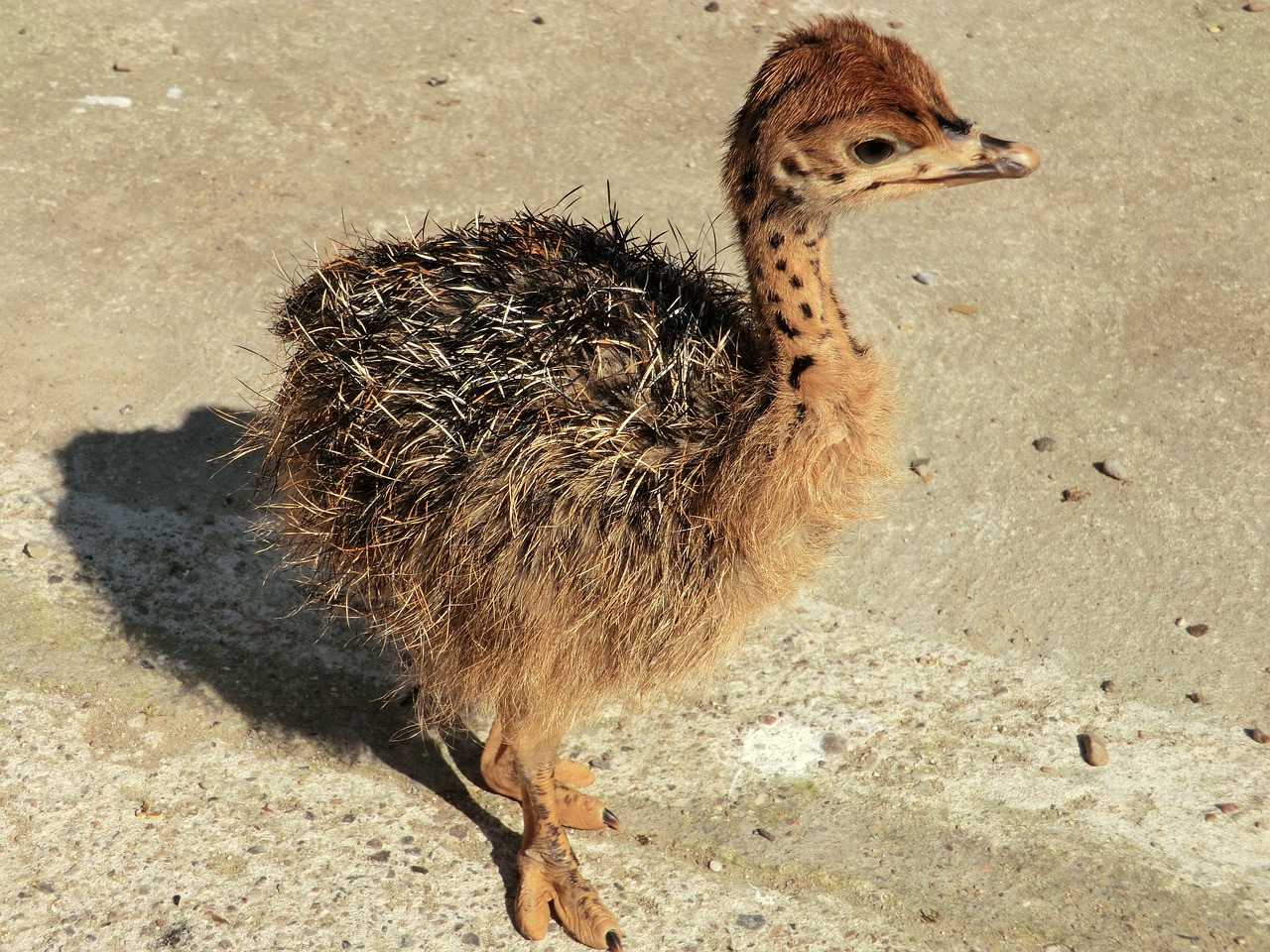 Image - ostrich ostrich farm bird bouquet