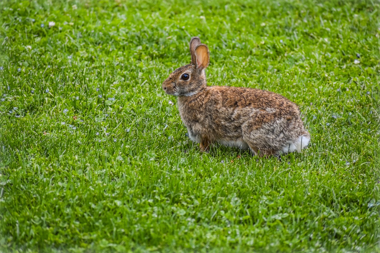 Image - rabbit nature animal brown grass