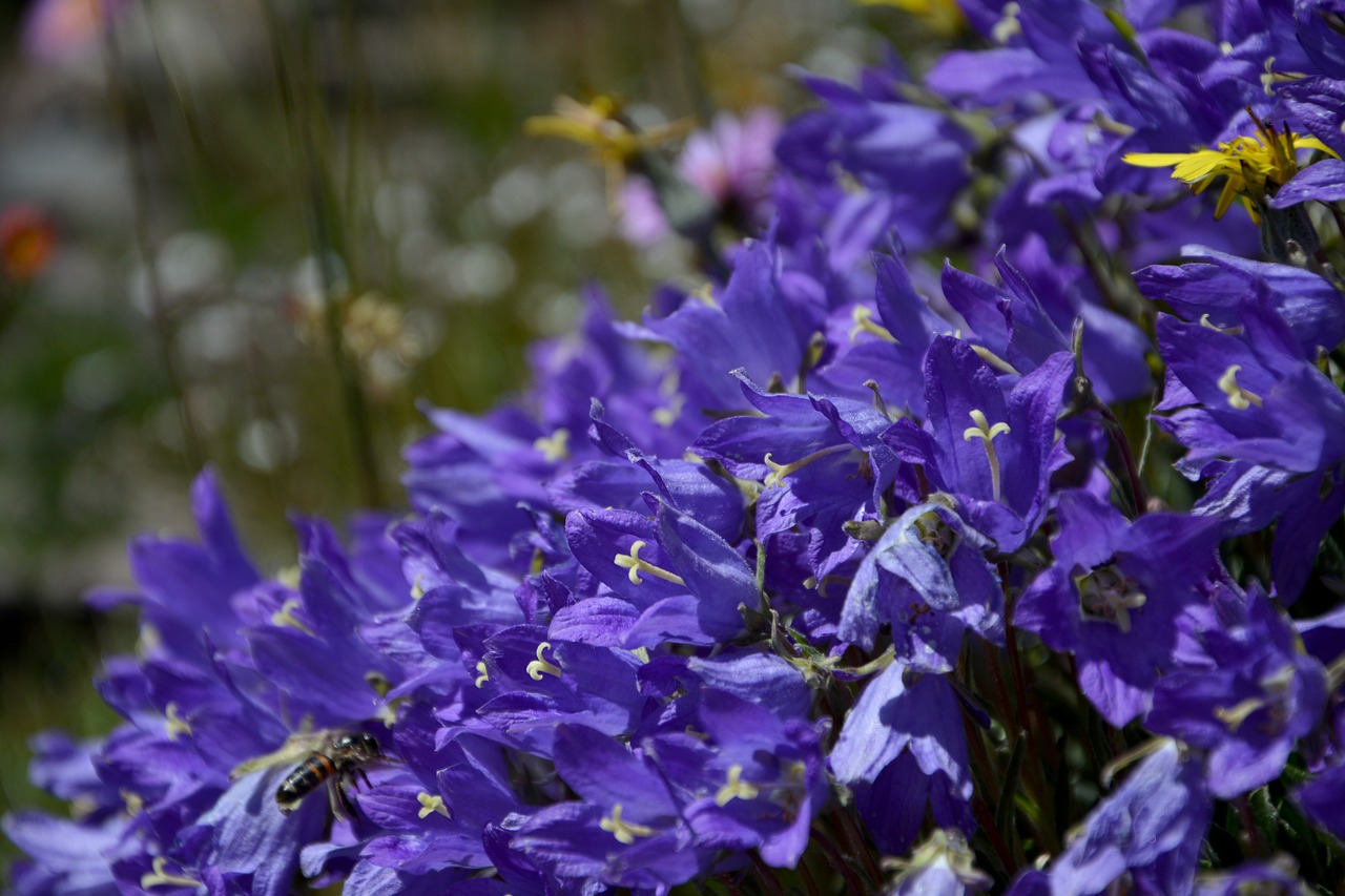 Image - flower nature macro spring flowers