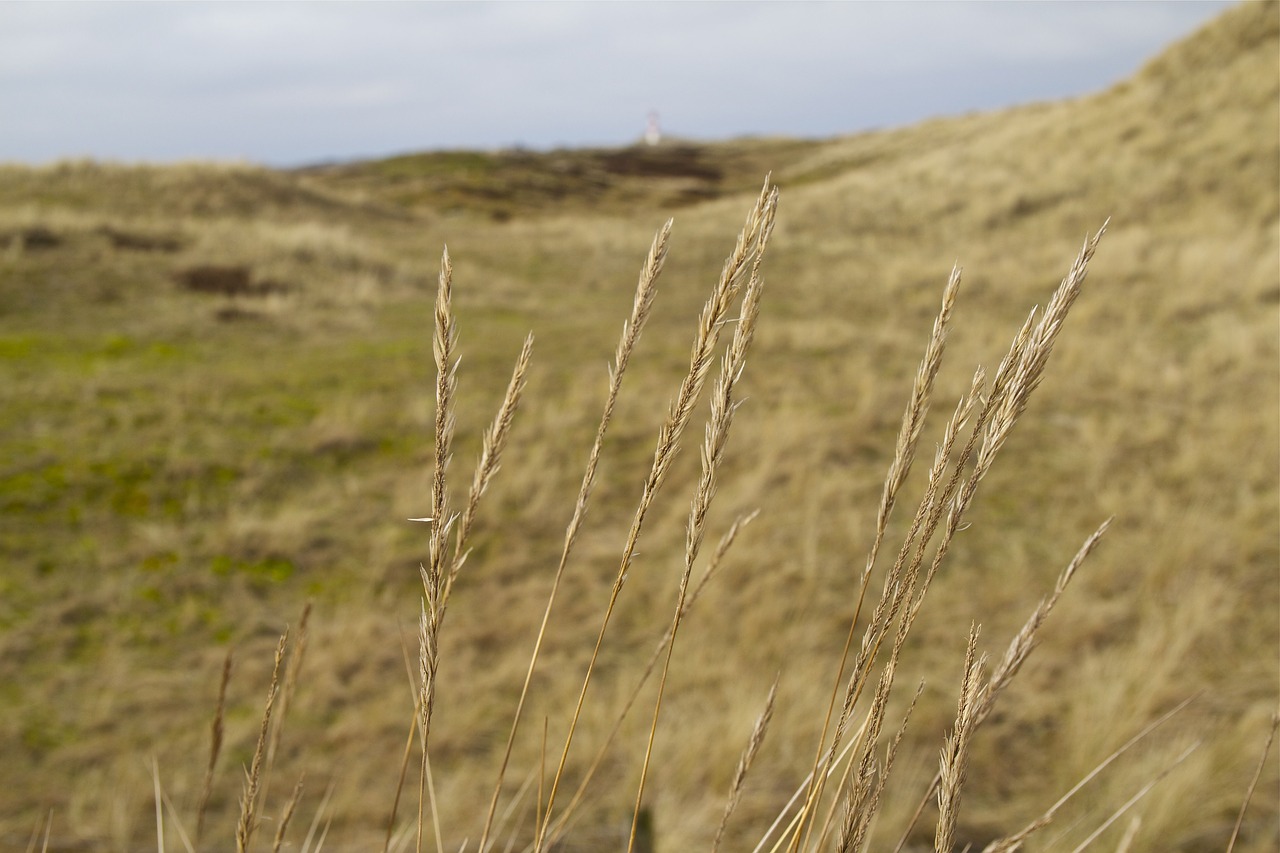 Image - sylt elbow north sea dune