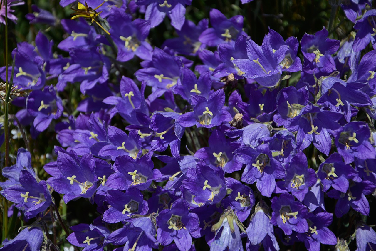 Image - flower nature macro spring flowers