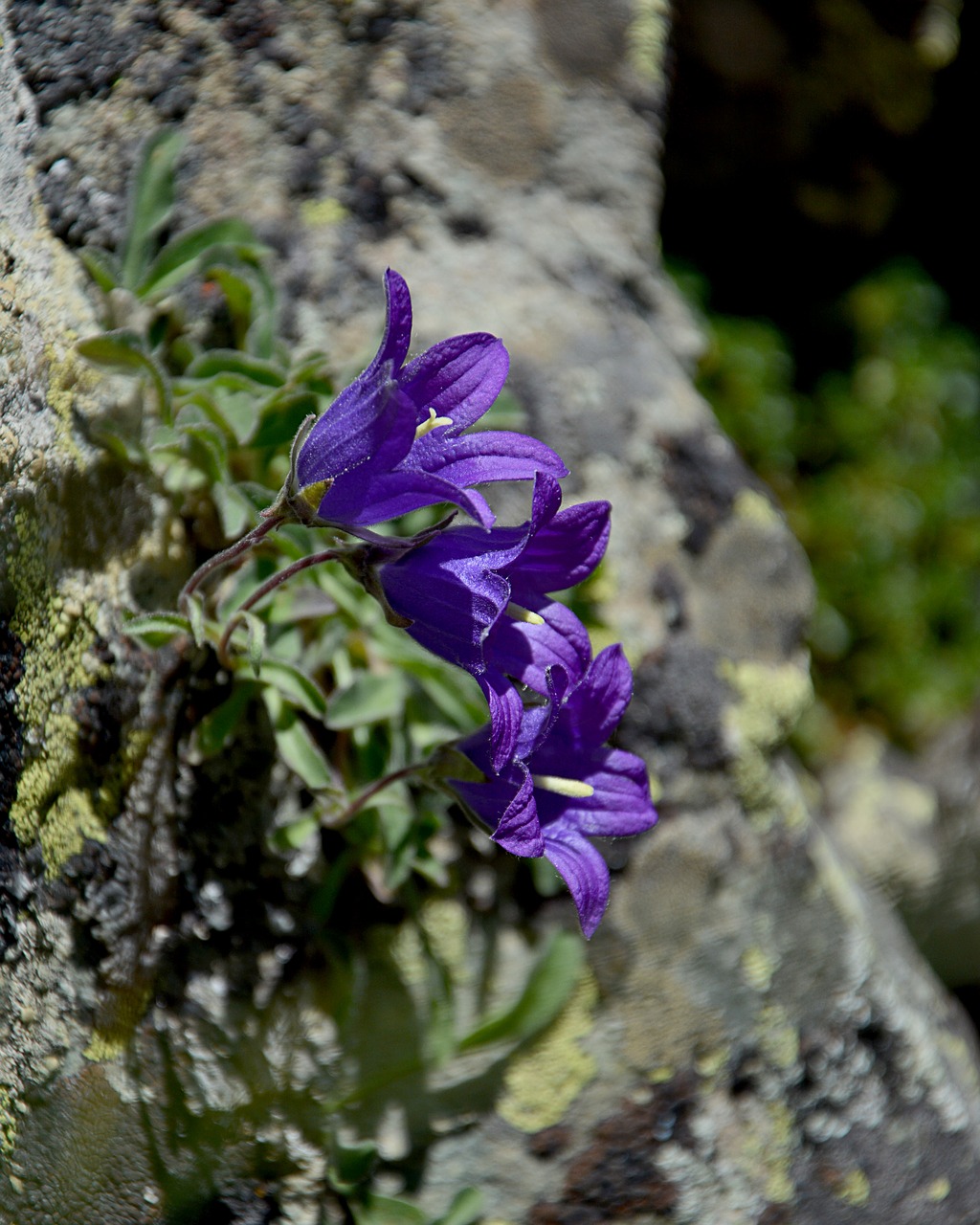 Image - flower nature macro spring flowers