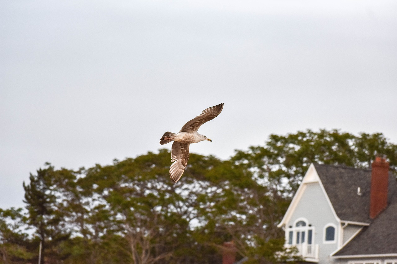 Image - seagull house sand sunset costa