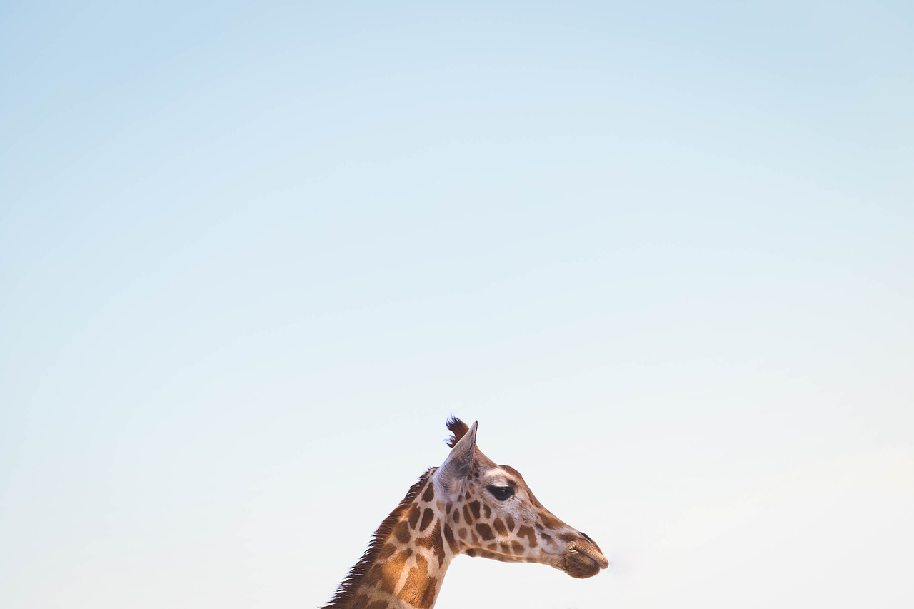 Image - nature blue sky animals giraffe